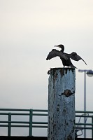 Foto: Nieuwpoort